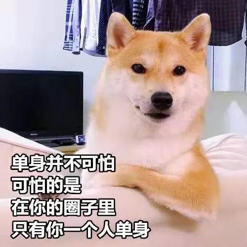 柴犬吃瓜小视频,萌态十足，网友直呼“太可爱了！”