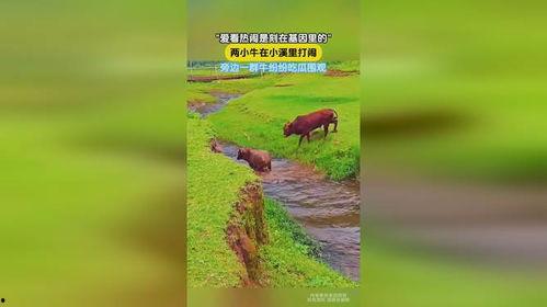 小牛吃瓜视频在线观看,趣味横生的欢乐时光