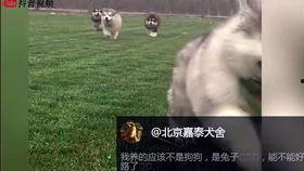 吃瓜搞笑系列视频合集大全