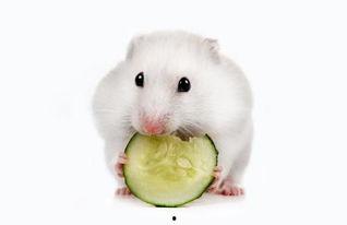 仓鼠可以吃螺纹瓜吗视频,螺纹瓜的适宜性揭秘