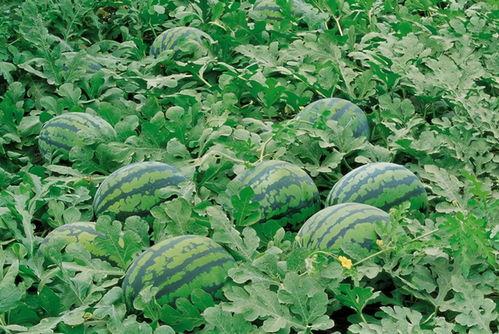 垦利最新吃瓜事件图片视频,揭秘网络热议背后的真相