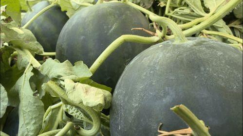 浙江丽水吃瓜事件视频,一场网络热议背后的真相揭秘