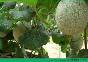 吃哈密瓜猴哥会胖吗视频,猴哥吃瓜真的会发胖吗？