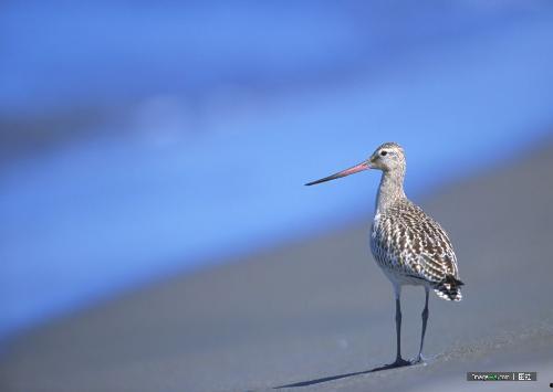 野鸟吃哈密瓜视频大全,自然界的美食盛宴