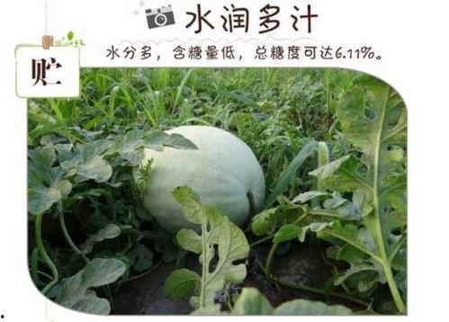 下雪吃三白瓜视频,跟随视频探索下雪时享用三白瓜的独特风味