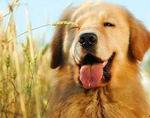 金毛犬吃哈密瓜视频