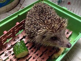 女子切瓜给刺猬吃视频播放,温馨一幕感动网友