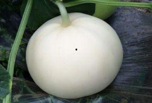 梨瓜秋天可以吃吗视频讲解,秋季养生新选择