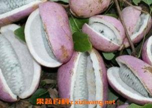 八月瓜怎么切块吃视频教程,轻松解锁美味新方式