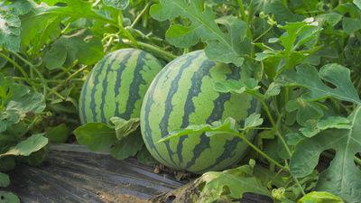 定格吃瓜视频素材,揭秘娱乐圈幕后真相