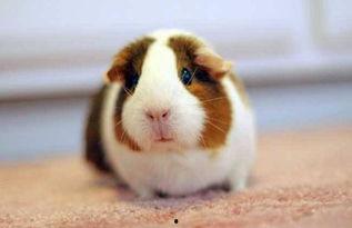 荷兰猪可以吃瓜叶吗视频,瓜叶的适宜性探讨