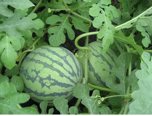 泰享里吃瓜视频,揭秘娱乐圈幕后故事