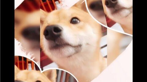 柴犬吃哈密瓜的视频,与哈密瓜的甜蜜邂逅