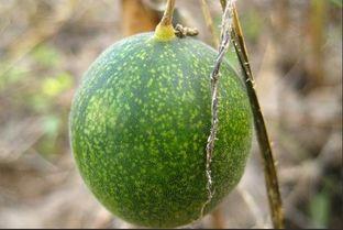 吃马泡瓜视频大全集