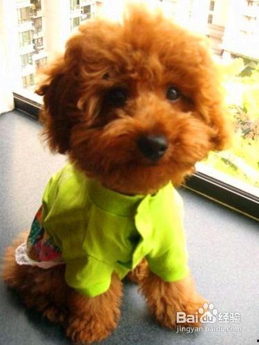 泰迪可以吃瓜篓子吗视频,瓜篓子大挑战