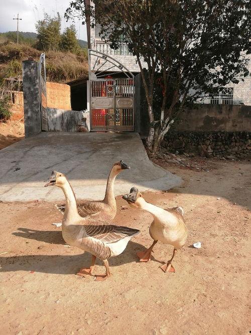 吃瓜鹅视频在线观看